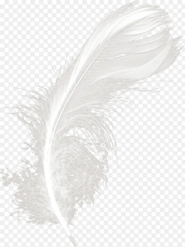 白色漂亮羽毛