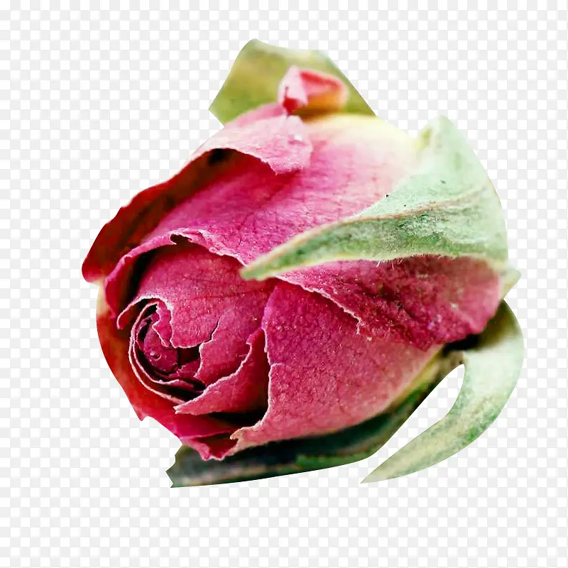一个法兰西玫瑰花苞图片素材