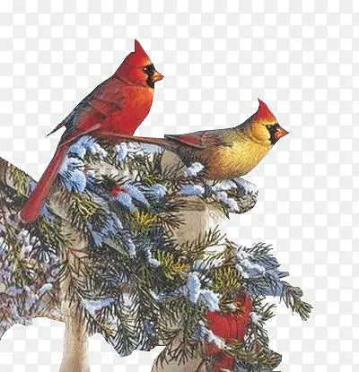 雪景在树枝上的鸟