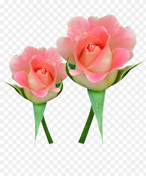 两珠法兰西玫瑰图片素材