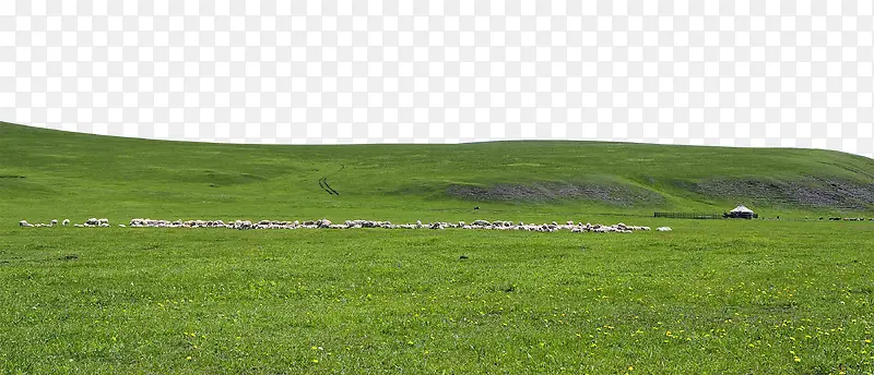 草原上的小羊群