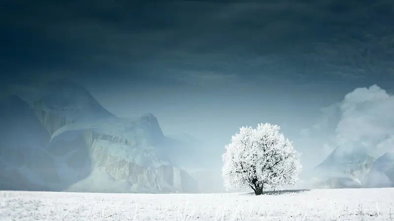 下雪天树木结冰高清壁纸
