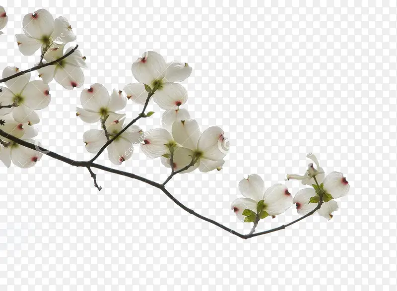 典雅的白色茱萸花