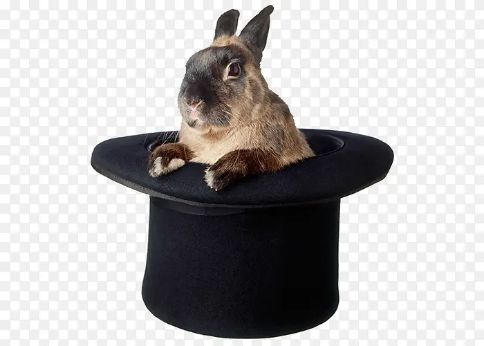 魔术帽兔子