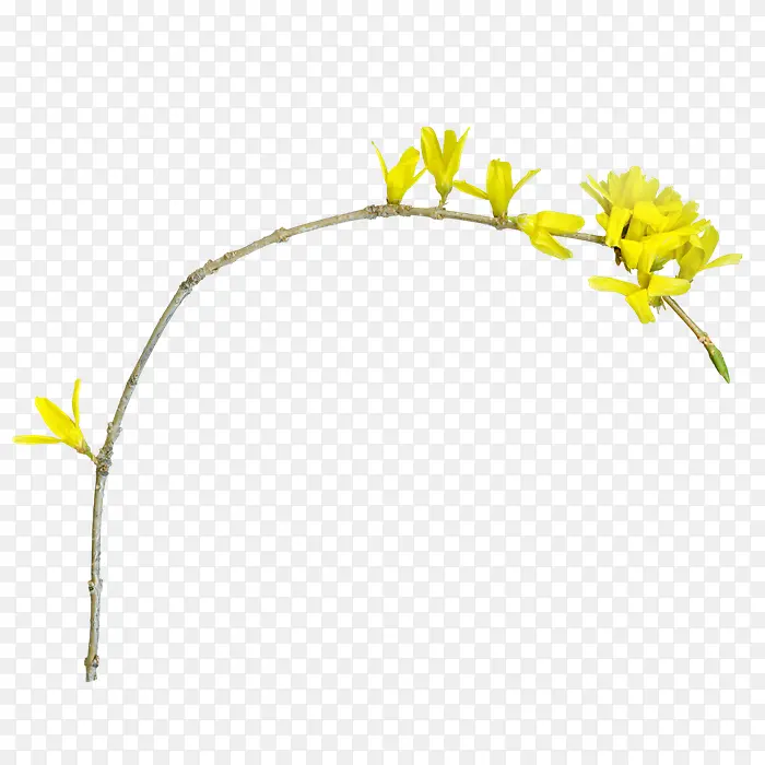 花枝花草黄色花朵幼芽