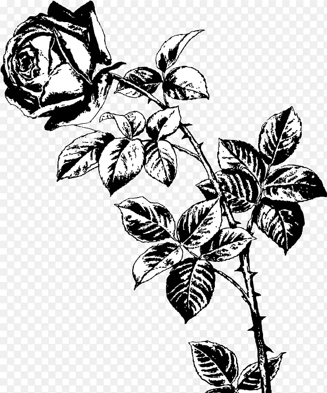 黑白手绘整只玫瑰花