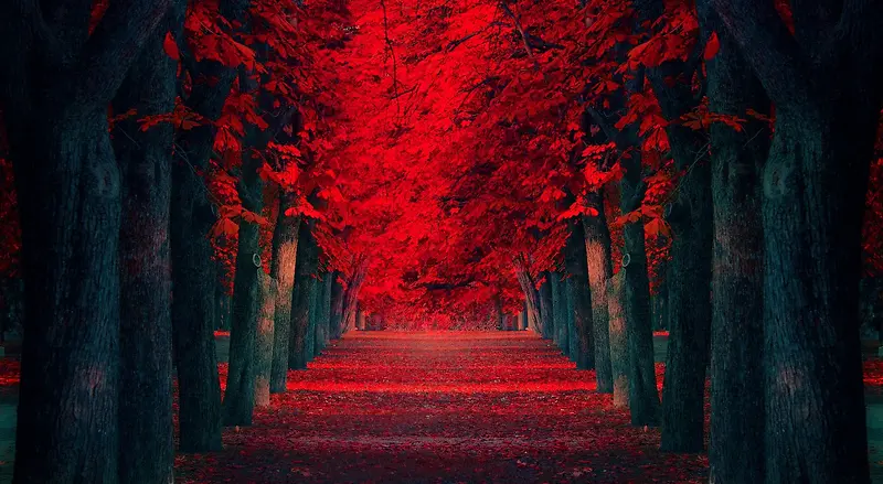 梦幻红色树林小路
