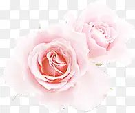 创意合成粉红色的玫瑰花