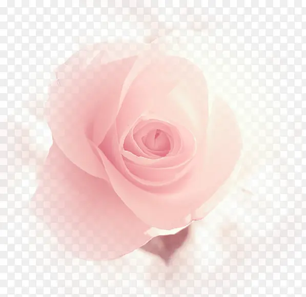 创意合成粉红色的玫瑰造型效果