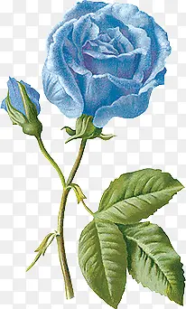 手绘欧美图片素描 蓝玫瑰