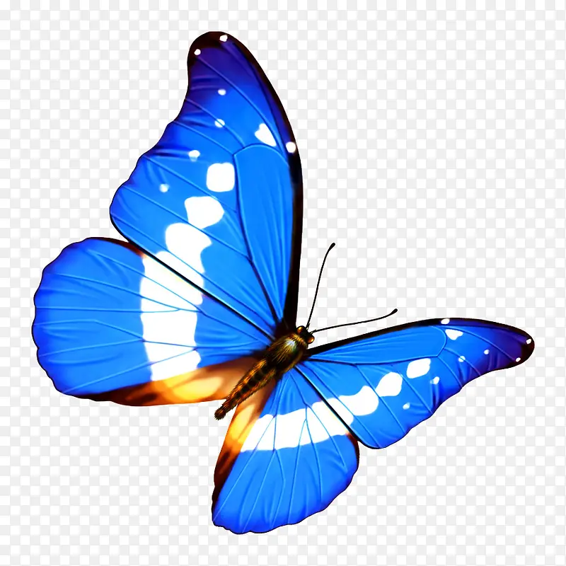 绚丽的蓝色蝴蝶