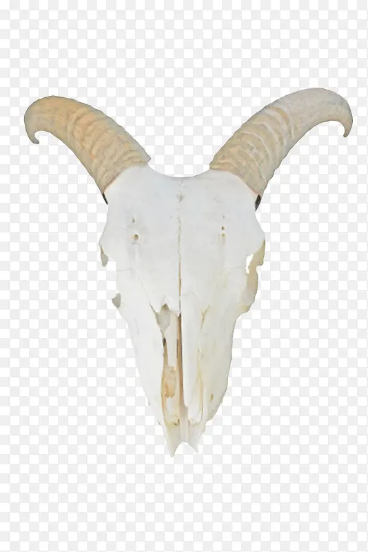 白色古代动物羊头骨头实物