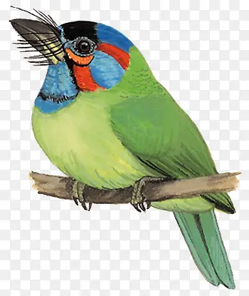 蓝耳拟啄木鸟