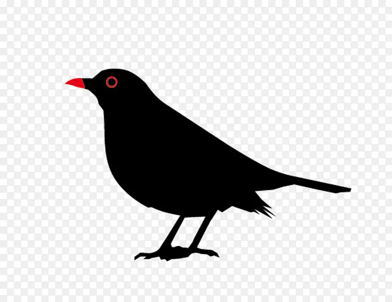 黑色的鸟