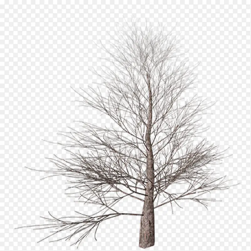 写实枯树