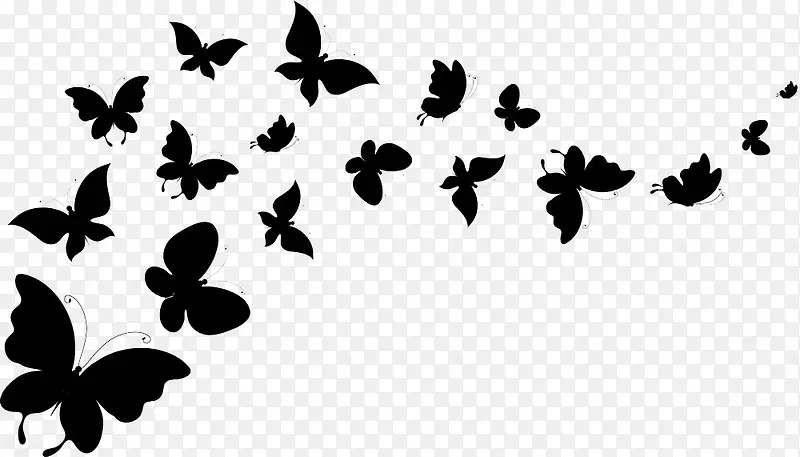 黑色蝴蝶成群飞