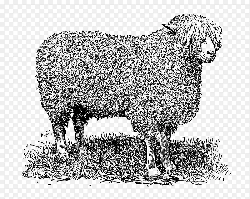 草地上的绵羊简图