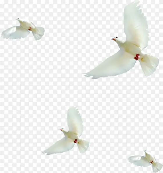 白色鸽子成群飞翔