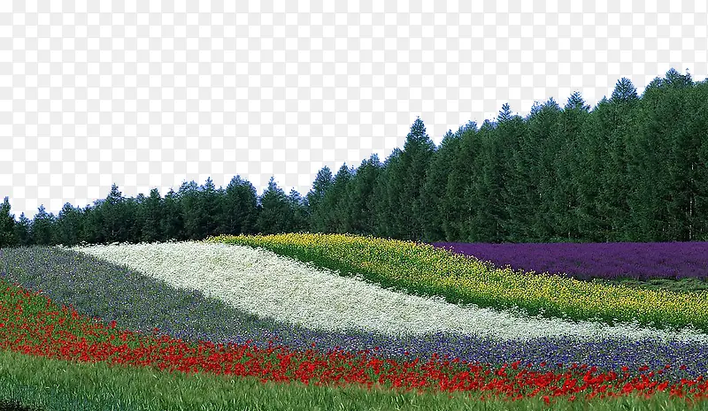 彩色农作物摄影