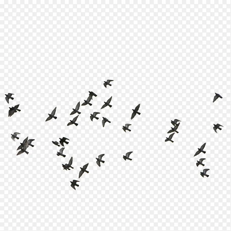 飞鸽 成群飞翔的小鸟