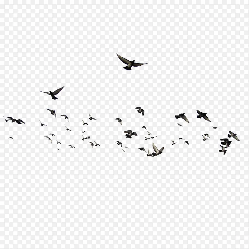 飞鸽动物 成群的小鸟