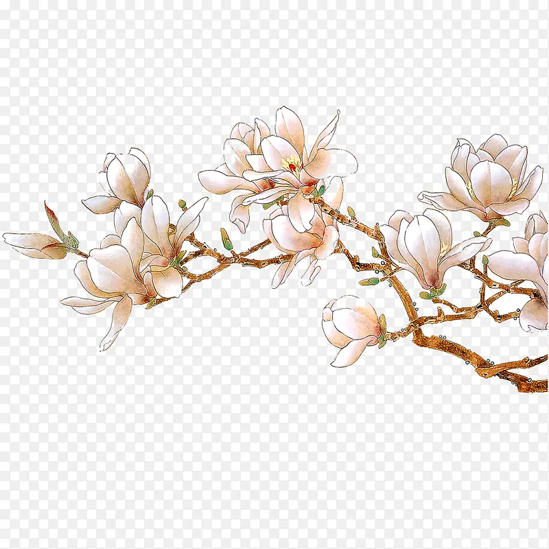花枝PNG图片素材下载_图片编号8670984-PNG素材网