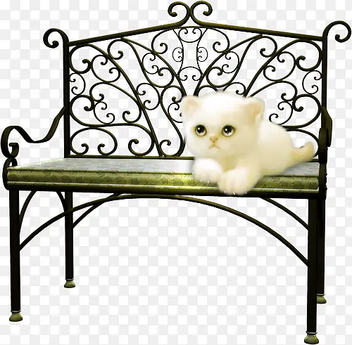 椅子上的小猫