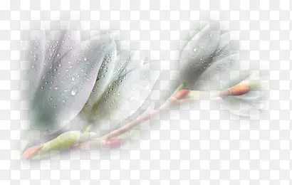 透明模糊花朵水珠装饰