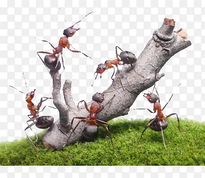 蚂蚁搬树