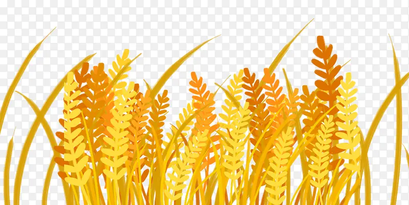 黄色黄金麦穗麦田