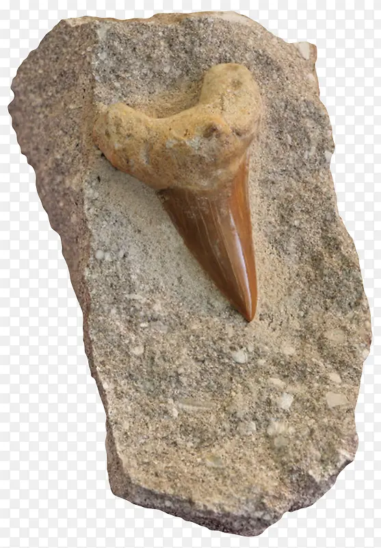 清晰放大的鲨鱼牙齿化石实物