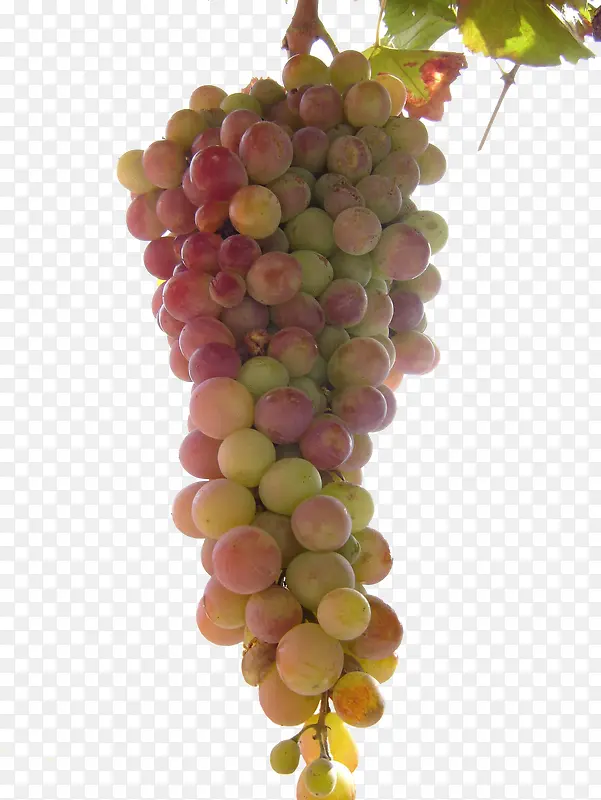 没熟的葡萄