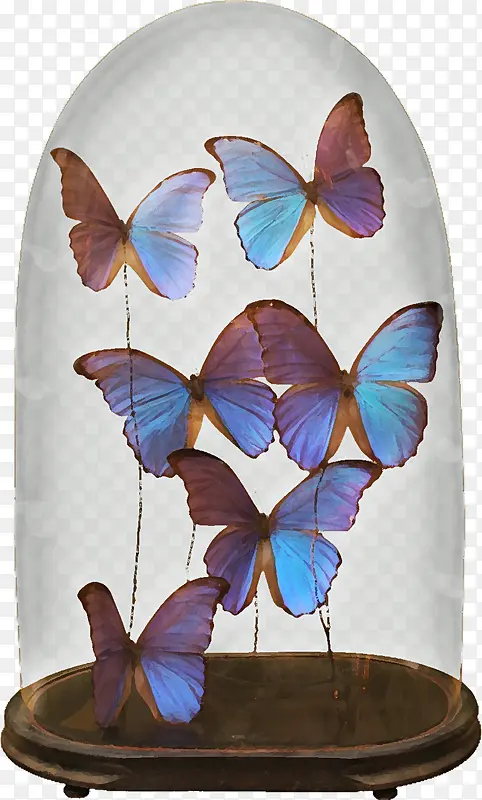 玻璃罩里的蝴蝶
