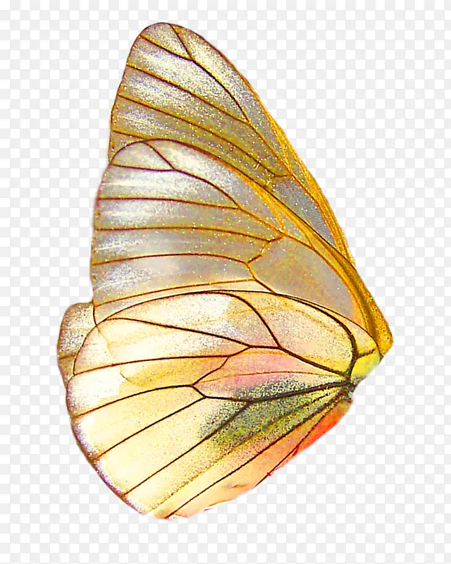 蝴蝶翅膀装饰图JJ20壁纸