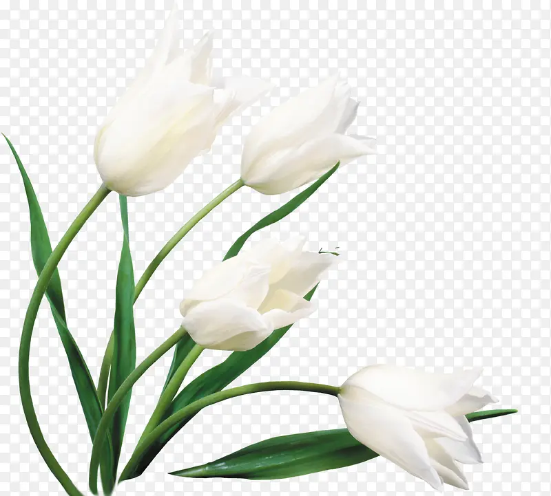 白色唯美纯洁花朵壁纸