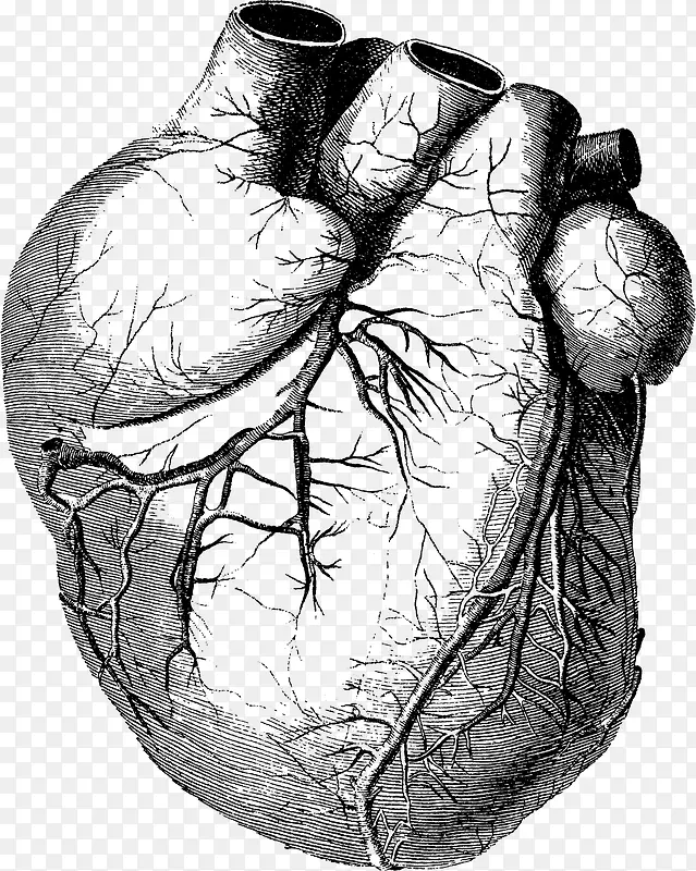 白色筋脉心脏手绘图