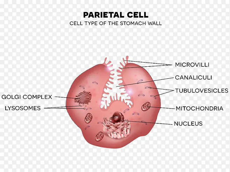 胃壁细胞中分布的线粒体彩色插图