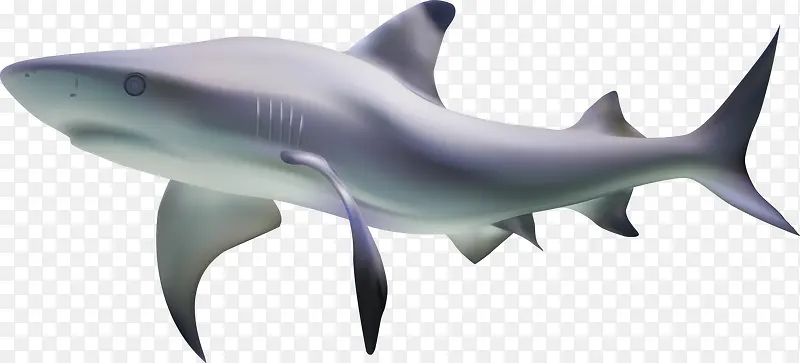 海底底纹矢量大鲨鱼素材
