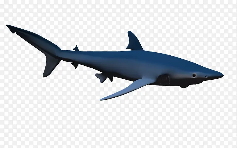 海洋素材3d鱼类 鲸鱼模型