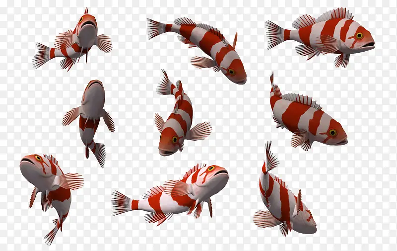 自然3d鱼类 精美鱼群