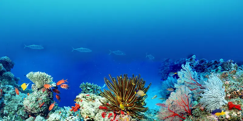 深海下的鱼群珊瑚