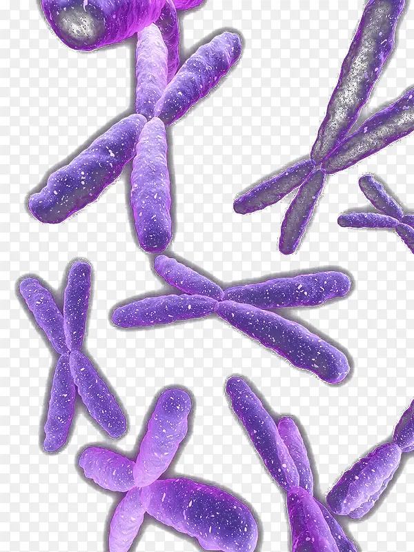 杂乱的紫色染色体