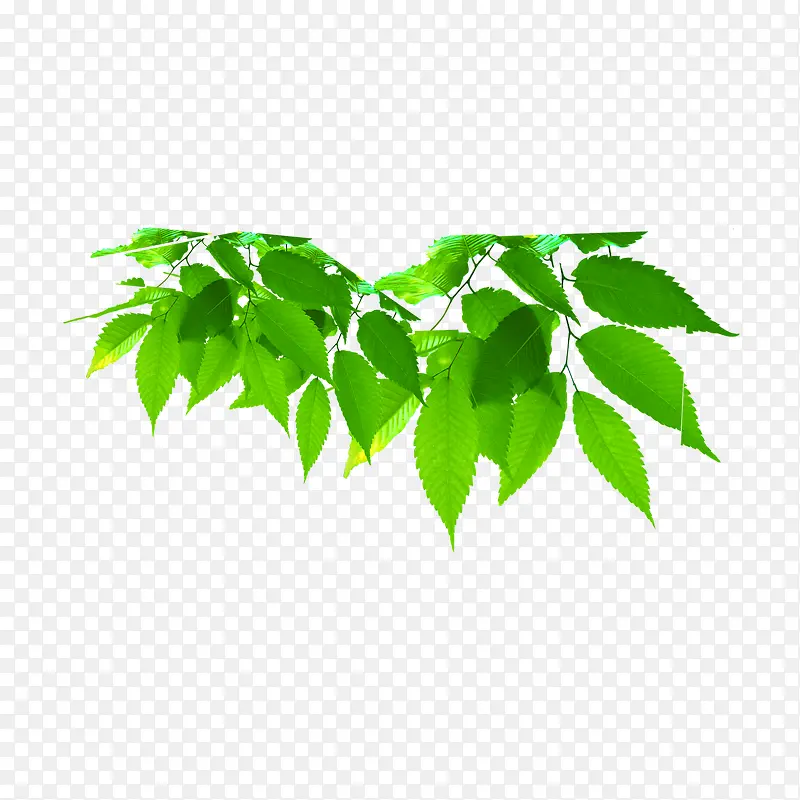树叶PNG图片素材下载_图片编号8703430-PNG素材网