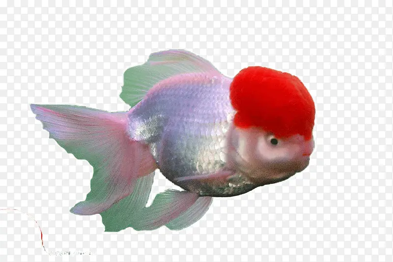 红脑袋大金鱼
