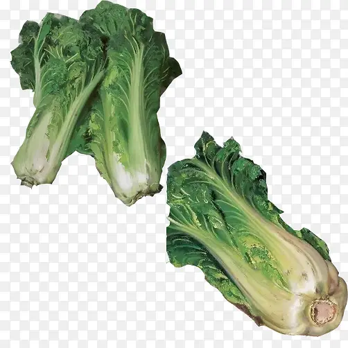 大白菜油画素材图片