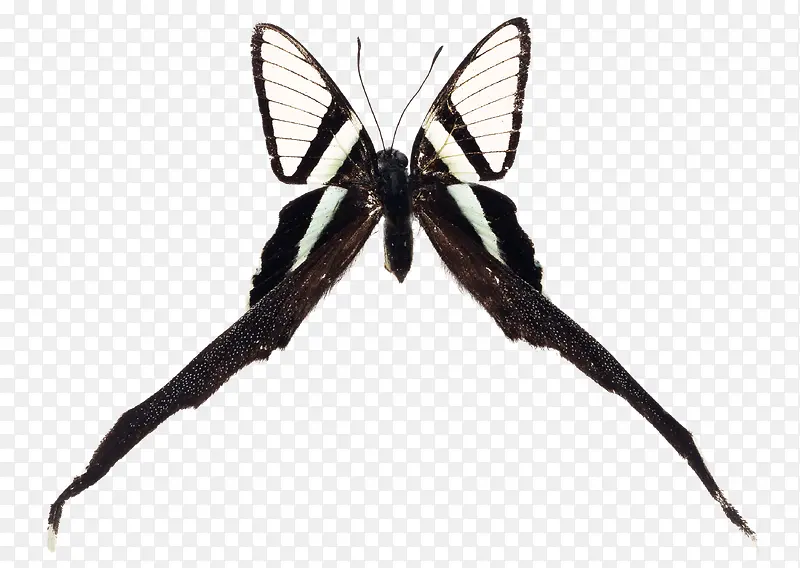 黑白燕尾蝶