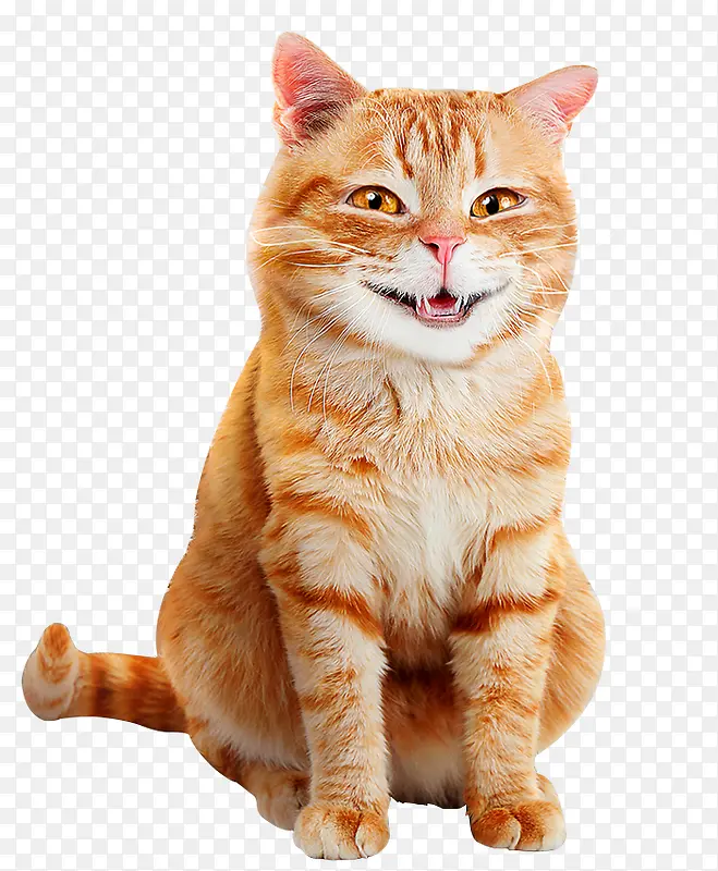微笑的猫