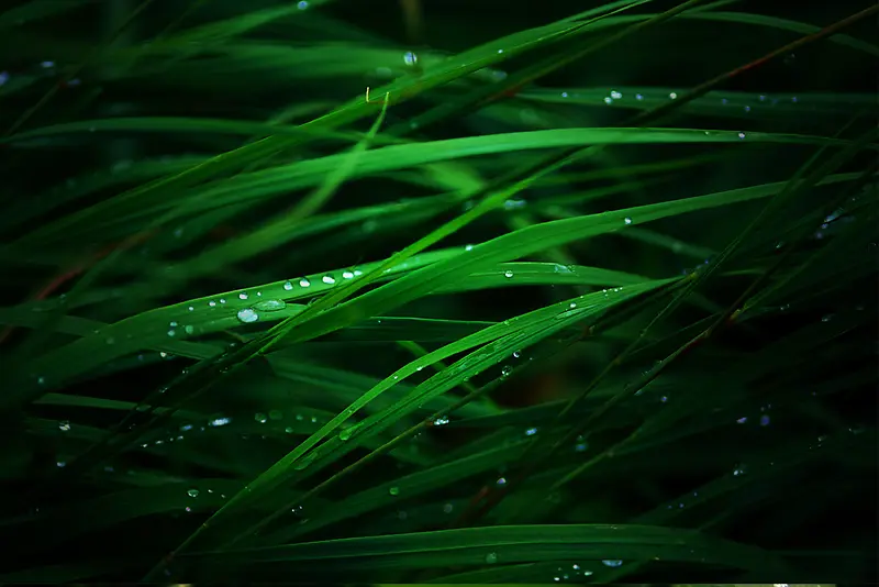 带着露珠的植物草背景