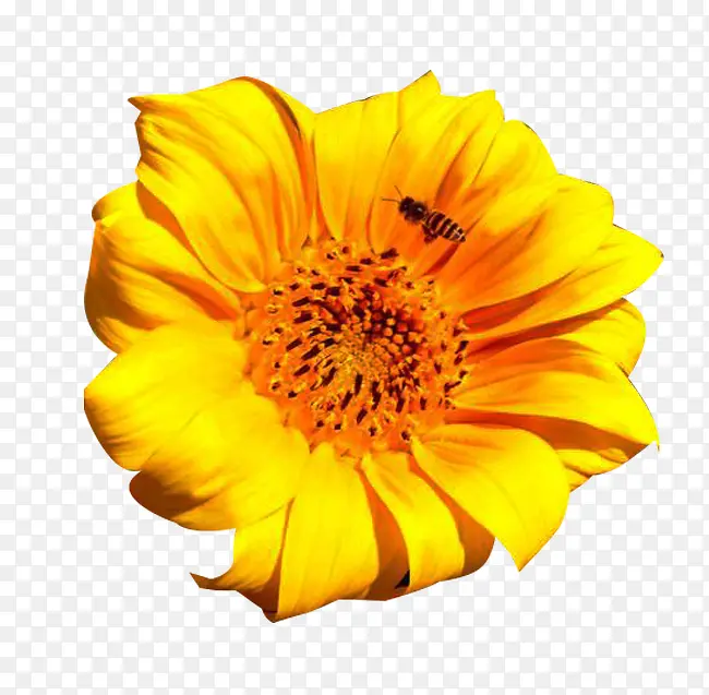 蜡菊与蜜蜂图片素材