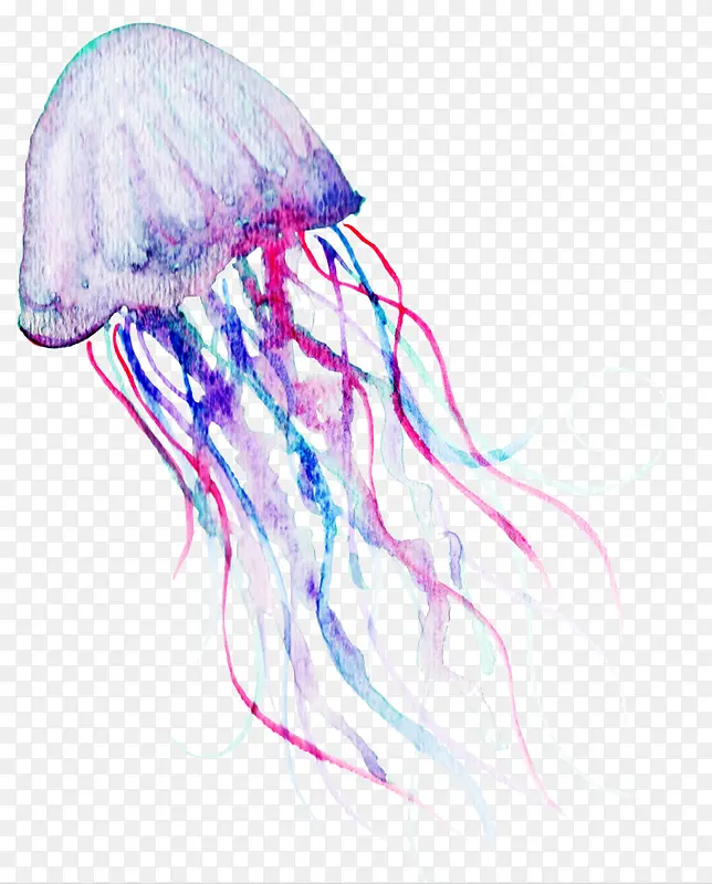 水彩海洋生物水母插画